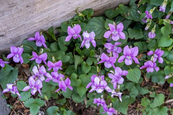 Horton, Janet 아티스트의 Issaquah-Washington State-USA Viola sororia or called Common Blue Violet작품입니다.